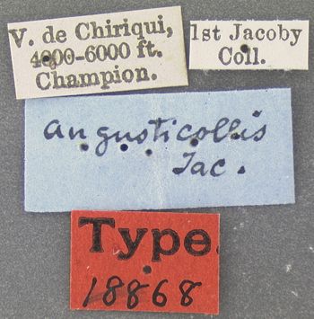Media type: image; Entomology 18868   Aspect: labels